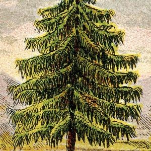 Meet your Posher, Peter